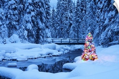 Christmas Tree, Emerald Lake, Yoho National Park, British Columbia, Canada
