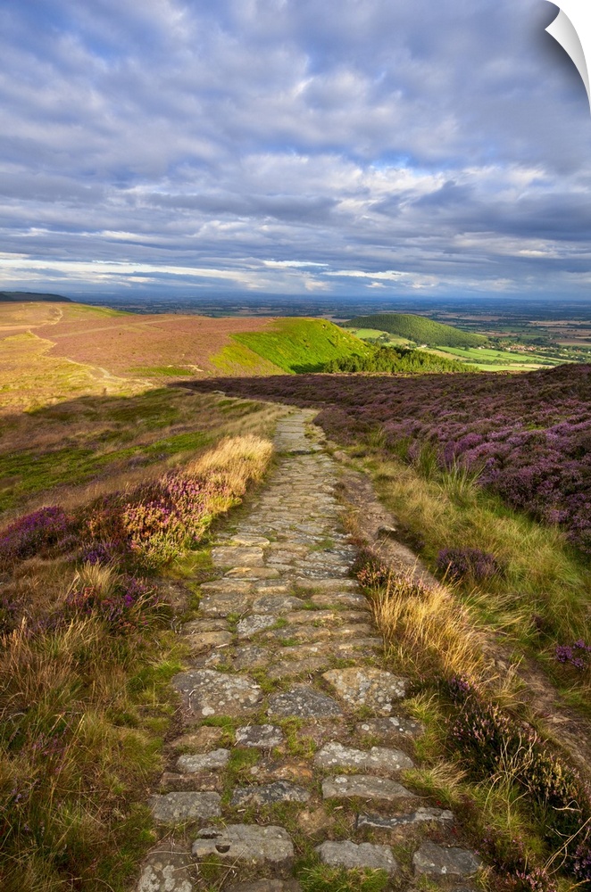 Clouds gather above the Cleveland Way and the heather-clad Little Bonny Cliff, North Yorkshire Moors, Yorkshire, England, ...