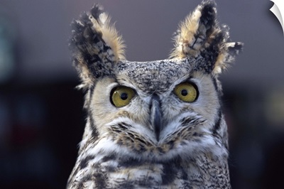 Close-up of a greeat horned owl, Colorado