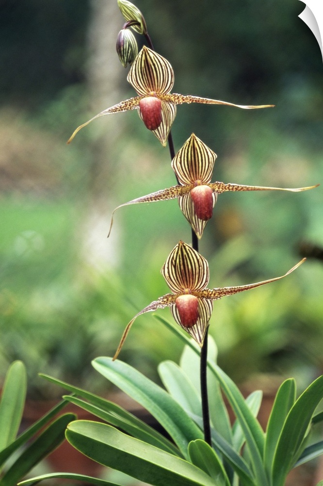 Close-up of a rare orchid flower, Borneo
