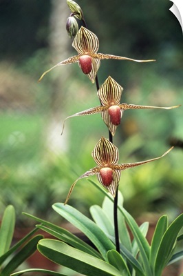 Close-up of a rare orchid flower, Borneo