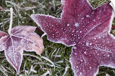 Close Up Of Frost Covered Maple Leaf And Grass