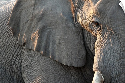 Close up of partial facen elephant, Etosha National Park, Namibia