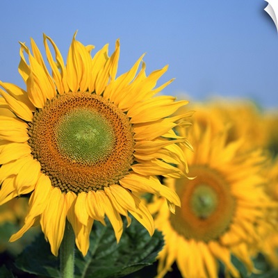 Close-up of sunflowers in Italy, Europe