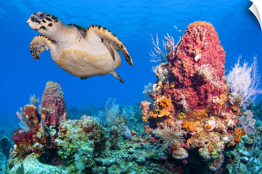 Close up photo of a Green sea turtle (Chelonia mydas) swimming next to a giant red barrel sponge (Xestospongia muta), Bay ...