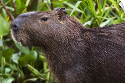 Close-up portrait of a capybara, Pantanal, Mato Grosso, Brazil