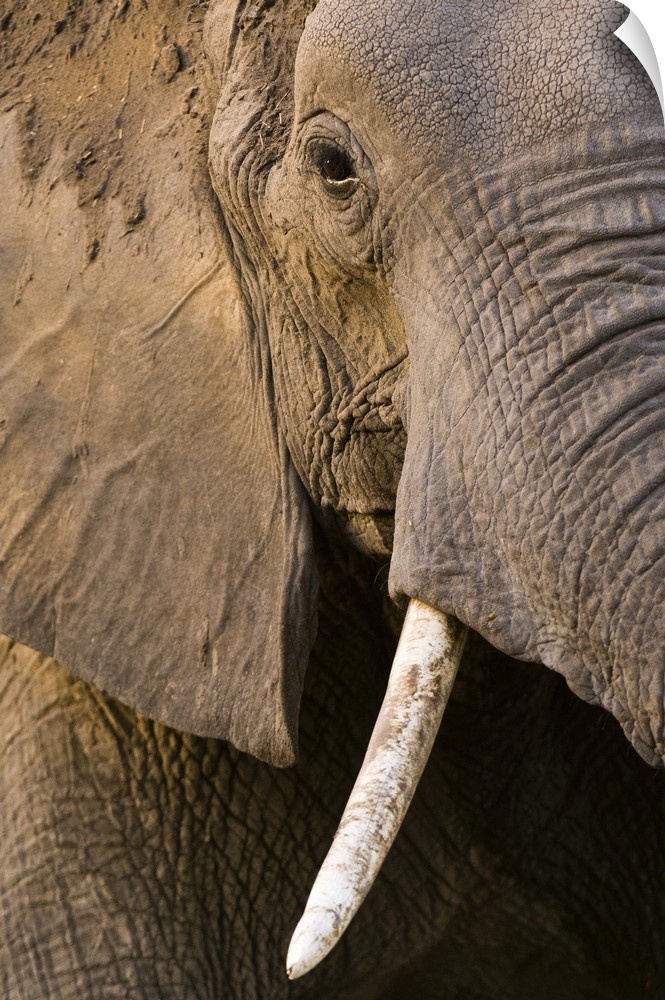 Close-up portrait of an African elephant (Loxodonta africana), Khwai Concession, Okavango Delta, Botswana, Africa