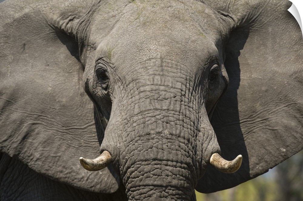 Close-up portrait of an African elephant (Loxodonta africana), Khwai Concession, Okavango Delta, Botswana, Africa