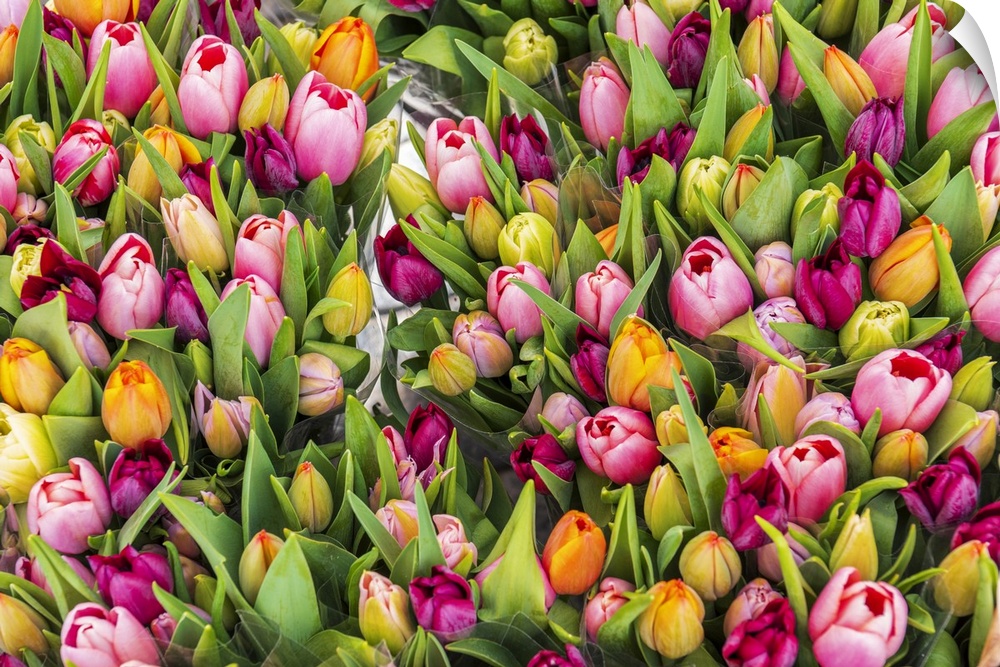 Colourful fresh tulips on sale in flower market, Amsterdam, Netherlands, Europe