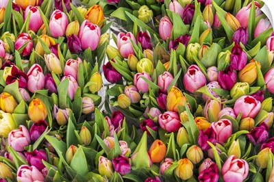 Colorful Fresh Tulips On Sale In Flower Market, Amsterdam, Netherlands