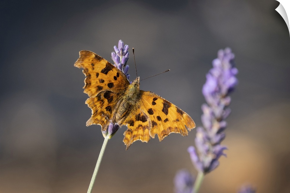 Comma Butterfly (Polygonia c-album) on Lavender (Lavandula), Cheshire, England, United Kingdom, Europe