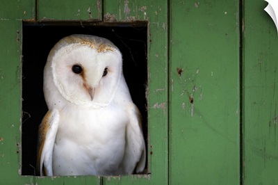 Common Barn Owl Sitting In Barn Door, Yorkshire