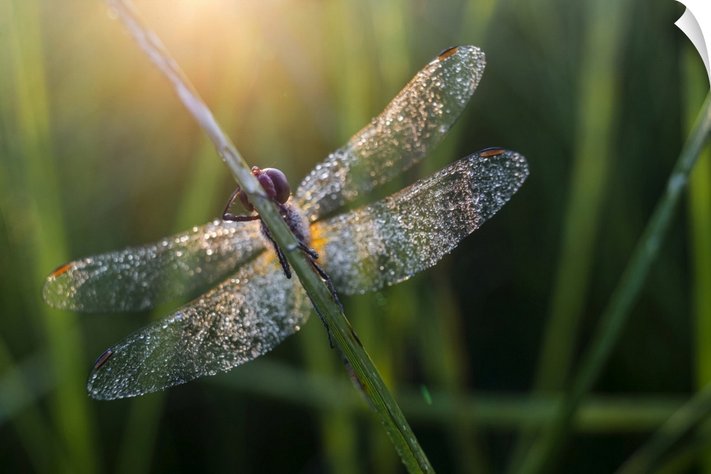 Common Darter (Sympetrum striolatum) dragonfly adult, covered in dew, at dawn, Elmley Marshes National Nature Reserve, Isl...