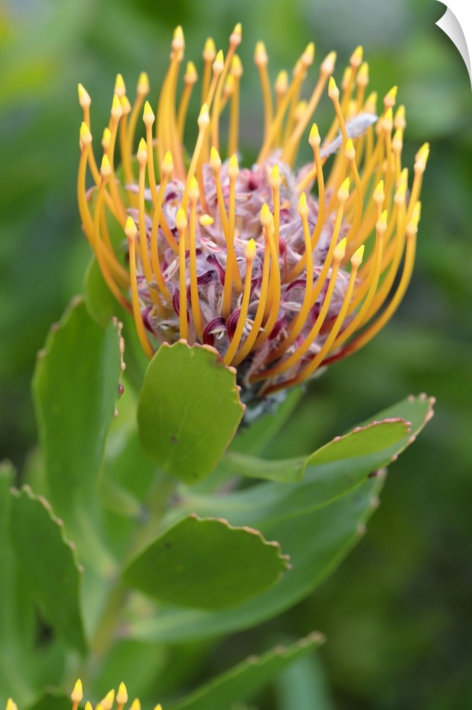 Common Pincushion Protea (Leucospermum cordifolium), Cape Town, South Africa, Africa