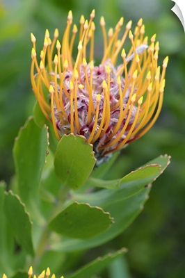 Common Pincushion Protea, Cape Town, South Africa