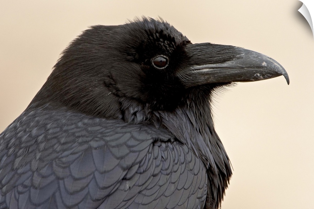 Common raven, Petrified Forest National Park, Arizona