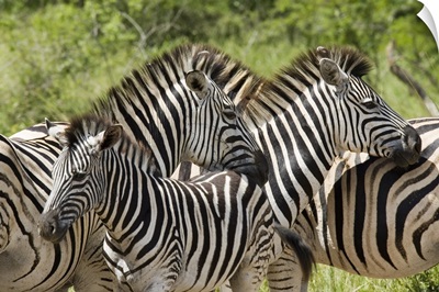 Common zebra Hluhluwe and Imfolozi  Game Reserves, Kwazulu-Natal, Africa