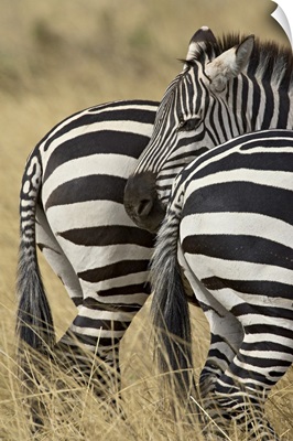 Common zebra or Burchell's zebra, Masai Mara National Reserve, Kenya, Africa