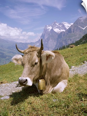 Cow at Alpiglen, Grindelwald, Bernese Oberland, Swiss Alps, Switzerland