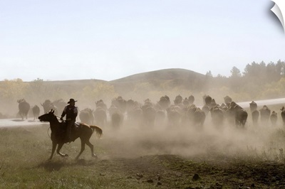Cowboy pushing herd at Bison Roundup, Custer State Park, Black Hills, South Dakota