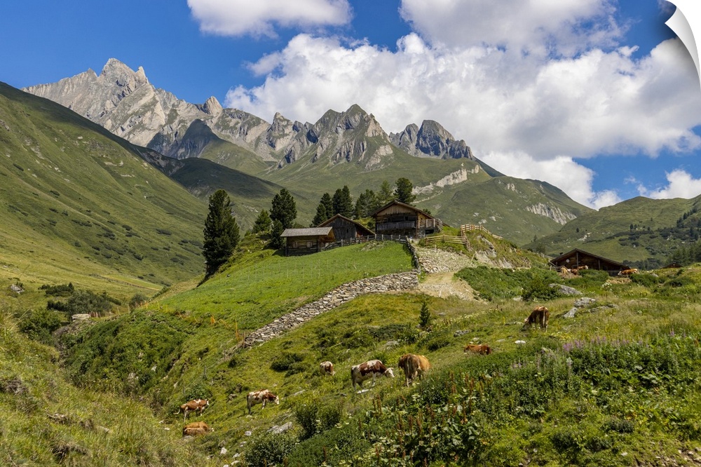 Cows and mountain hut in summer, Aurina Valley, Dolomites, South Tyrol, Italy, Europe