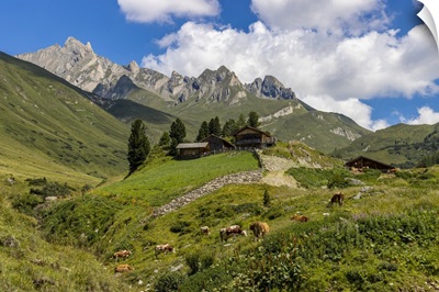 Cows And Mountain Hut In Summer, Aurina Valley, Dolomites, South Tyrol, Italy