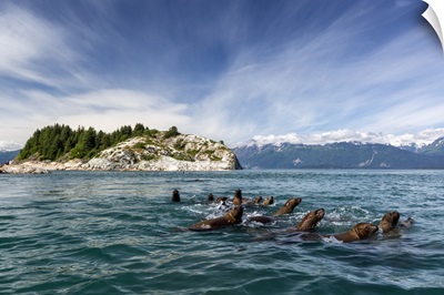 Curious Steller Sea Lions, South Marble Islands, Glacier Bay National Park, Alaska