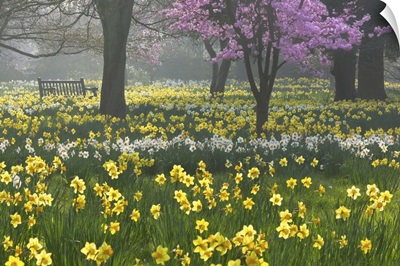 Daffodils and blossom in spring, Hampton, Greater London, England