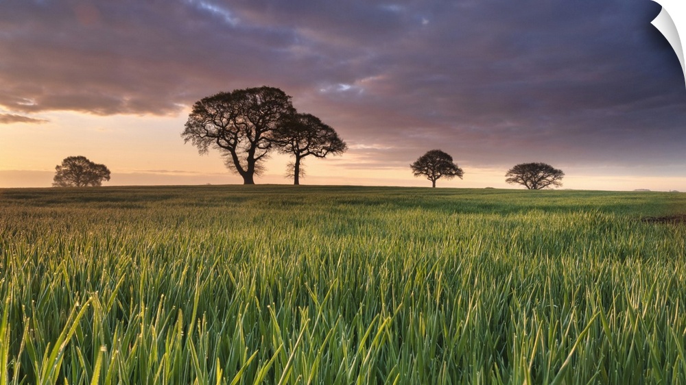 Daybreak over oak trees in a corn field near York, England, United Kingdom, Europe