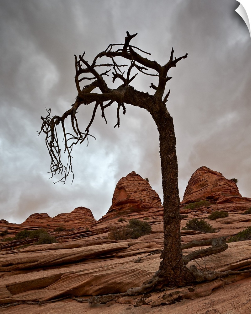Dead evergreen tree and sandstone mounds, Zion National Park, Utah, United States of America, North America