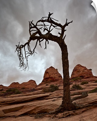 Dead Evergreen Tree And Sandstone Mounds, Zion National Park, Utah