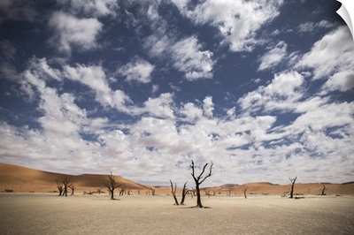 Dead trees in Sossusvlei, Namibia, Africa