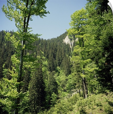 Descent from Poiana Brasov resort, Carpathian Mountains, Transylvania, Romania