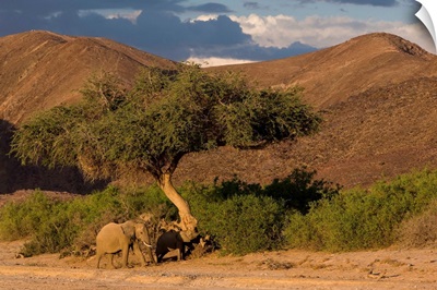 Desert-dwelling elephants in dry river bed, Namibia, Africa