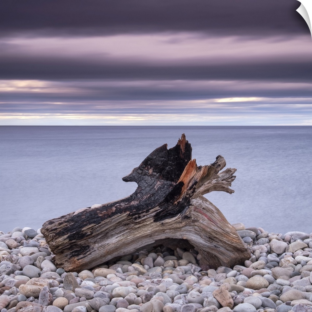 Driftwood on Spey Beach and the Moray Firth, Moray, Scotland, United Kingdom, Europe
