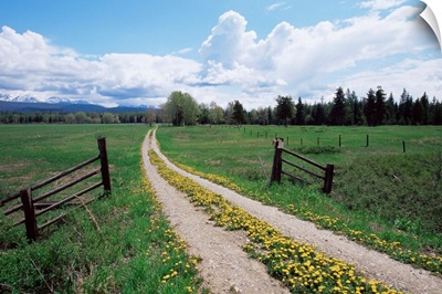 Driveway with common dandelion in flower, near Glacier National Park, Montana