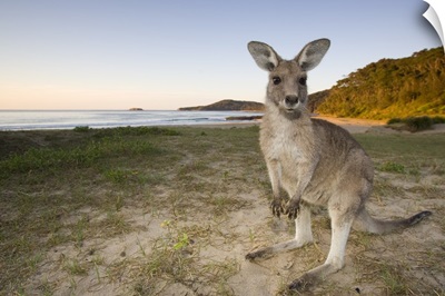 Eastern Grey Kangaroo, Pebbly Beach, Marramarang N.P., New South Wales, Australia