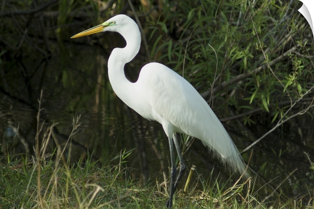 Egret, Everglades National Park, Florida