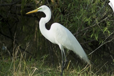 Egret, Everglades National Park, Florida