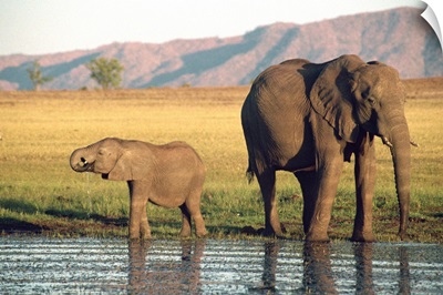 Elephant and calf, Fothergill Island, Lake Kariba, Zimbabwe, Africa