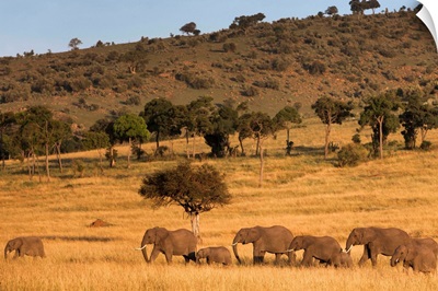 Elephant herd, Masai Mara National Reserve, Kenya, East Africa, Africa