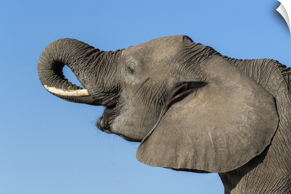 Elephant (Loxodonta africana) drinking, Mashatu Game Reserve, Botswana, Africa