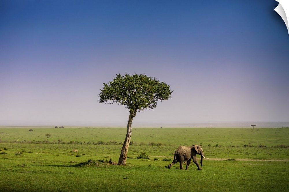 Elephant seen on a Safari in the Maasai Mara National Reserve, Kenya, East Africa, Africa