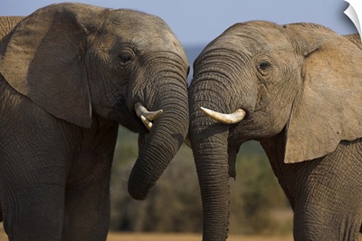 Elephants, Addo Elephant National park, Eastern Cape, South Africa