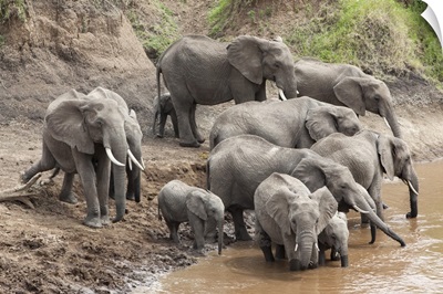 Elephants at Mara River, Masai Mara National Reserve, Kenya, Africa