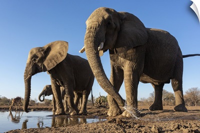 Elephants (Loxodonta Africana) At Water, Mashatu Game Reserve, Botswana, Africa