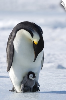 Emperor penguin and chick, Snow Hill Island, Weddell Sea, Antarctica, Polar Regions