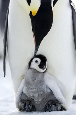 Emperor penguin and chick, Snow Hill Island, Weddell Sea, Antarctica, Polar Regions