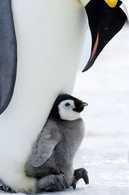 Emperor Penguin Chick And Adult, Snow Hill Island, Weddell Sea, Antarctica