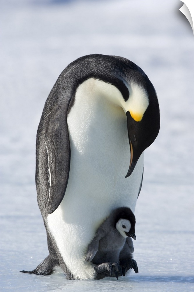 Emperor penguin chick and adult (Aptenodytes forsteri), Snow Hill Island, Weddell Sea, Antarctica, Polar Regions